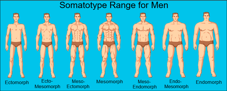 Male Somatotypes