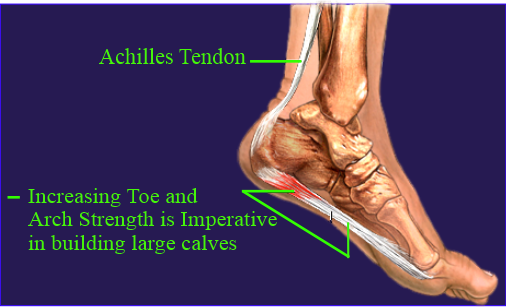 Toe and Arch conections