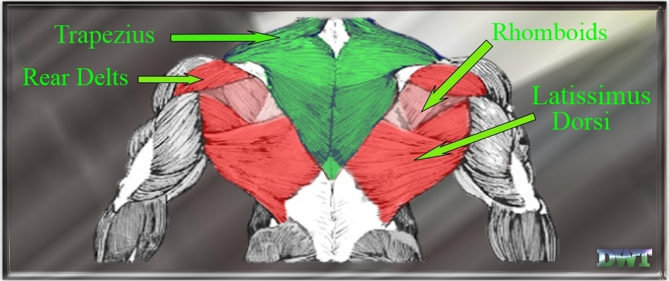 Anatomy of the upper back