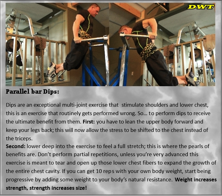 Parallel bar dips