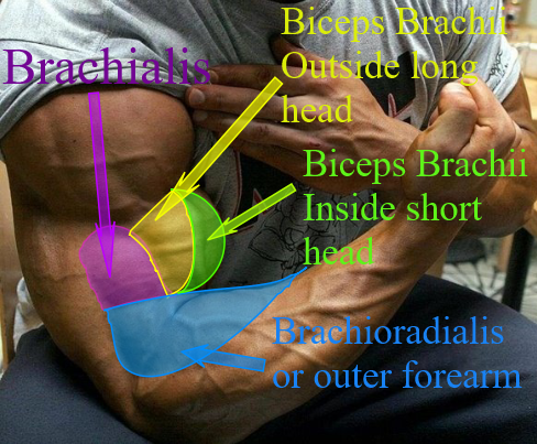 Biceps Anatomy