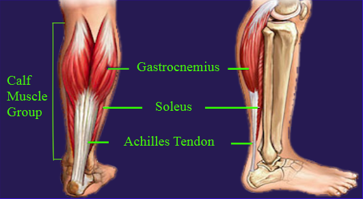 Calf Anatomy