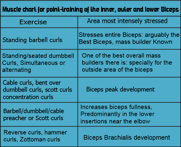 Biceps Exercise Chart