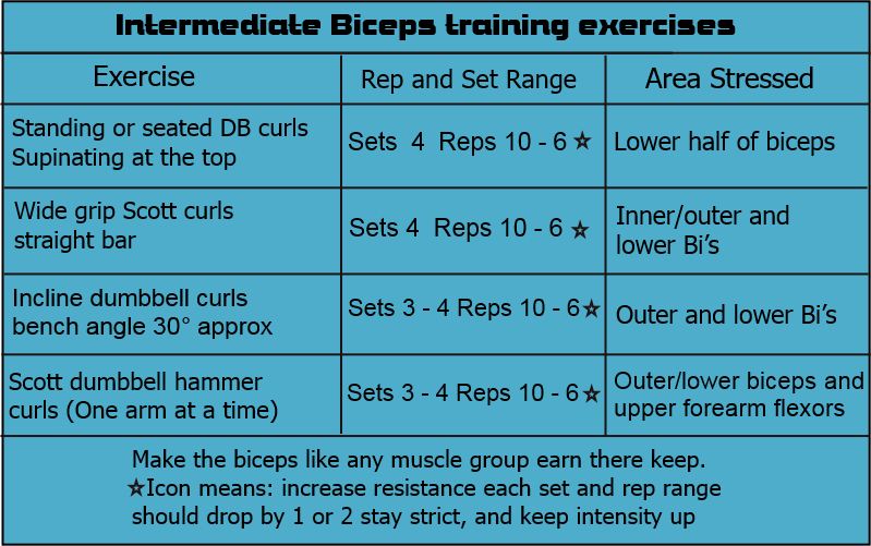 Intermediate biceps chart