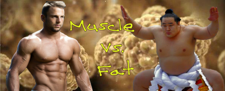 Muscle vs. Fat