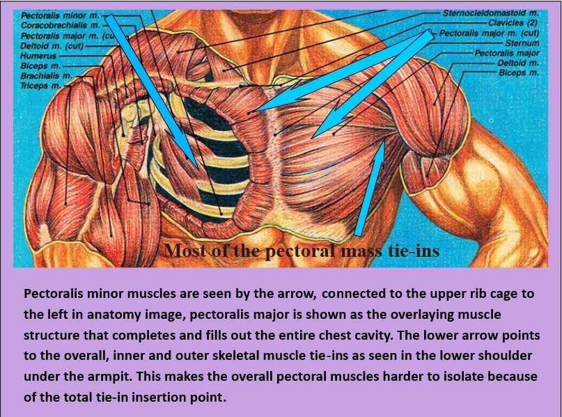 Muscular anatomy of the chest