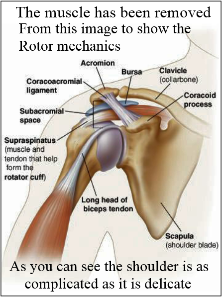 Shoulder muscle and bone anatomy