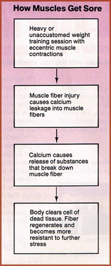 How muscles get sore