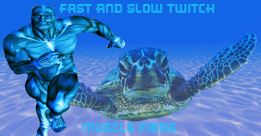 Fast and slow twitch
