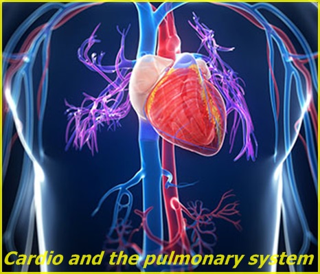 Cardio/pulmonary system