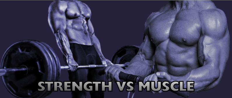 Strength VS Muscle