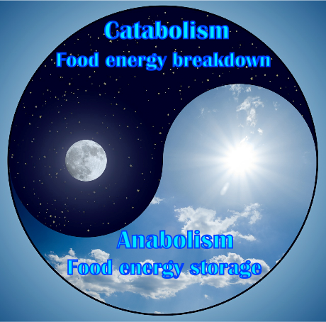 Metabolism Yin and Yang